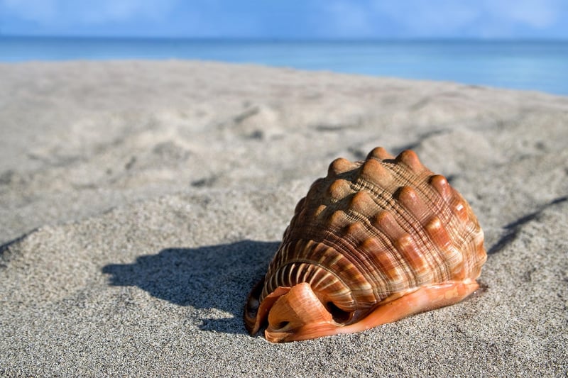 Seashells